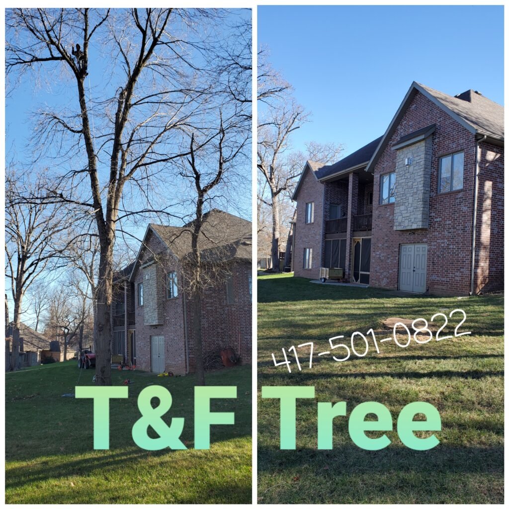 Tree Removal in Springfield