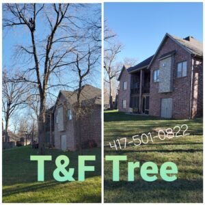 Tree Removal in Springfield