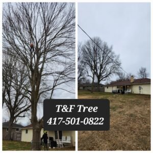 Emergency Tree Service in Springfield