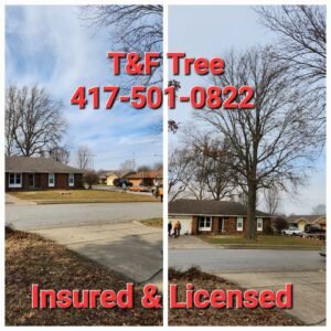 T&F Tree Removal Services in Springfield