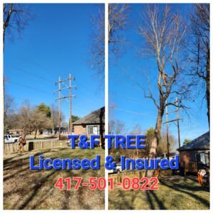 T&F Stump Removal in Springfield