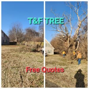 T&F Tree Removal in Springfield