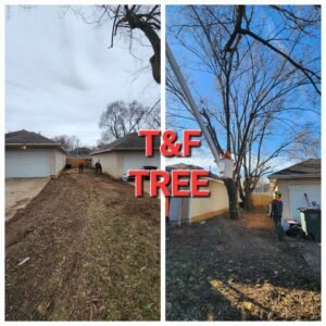Tree Removal in Springfield