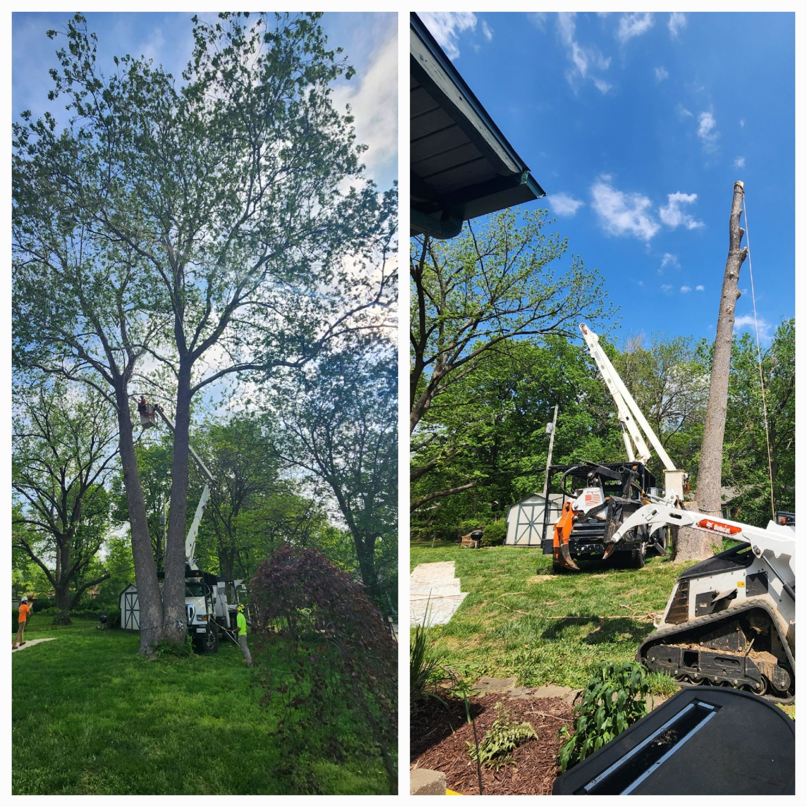 T&F Tree Service in Springfield