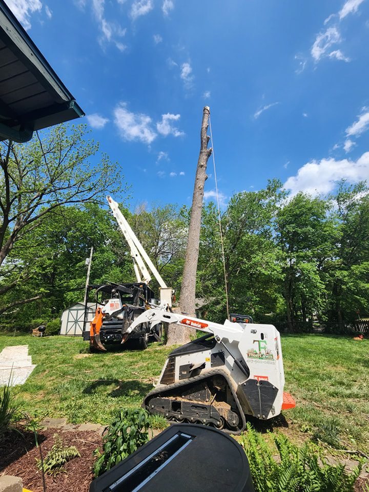 Tree Removal Experts in Springfield