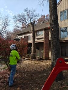 Stump Removal in Springfield