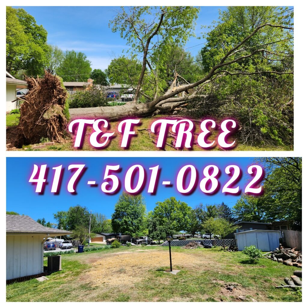 T&F Tree Removal Services in Springfield
