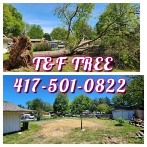 T&F Tree Removal Services in Springfield
