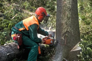 Tree Removal in Springfield​​