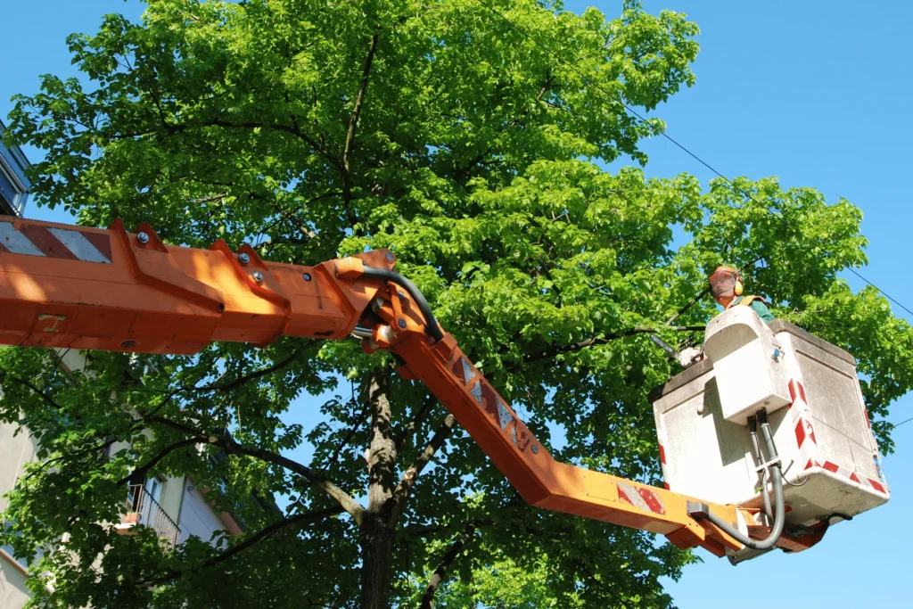 Tree Services Ozark