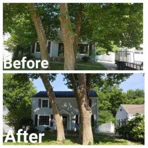 Tree Trimming in Springfield