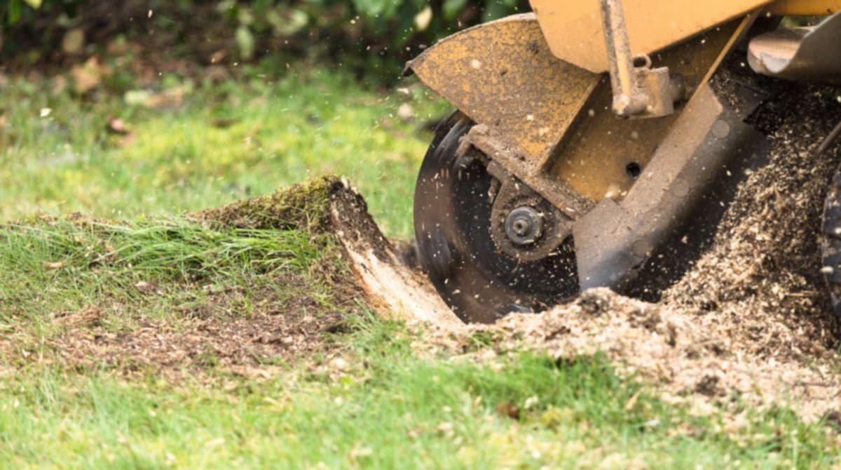 Stump Removal in Springfield