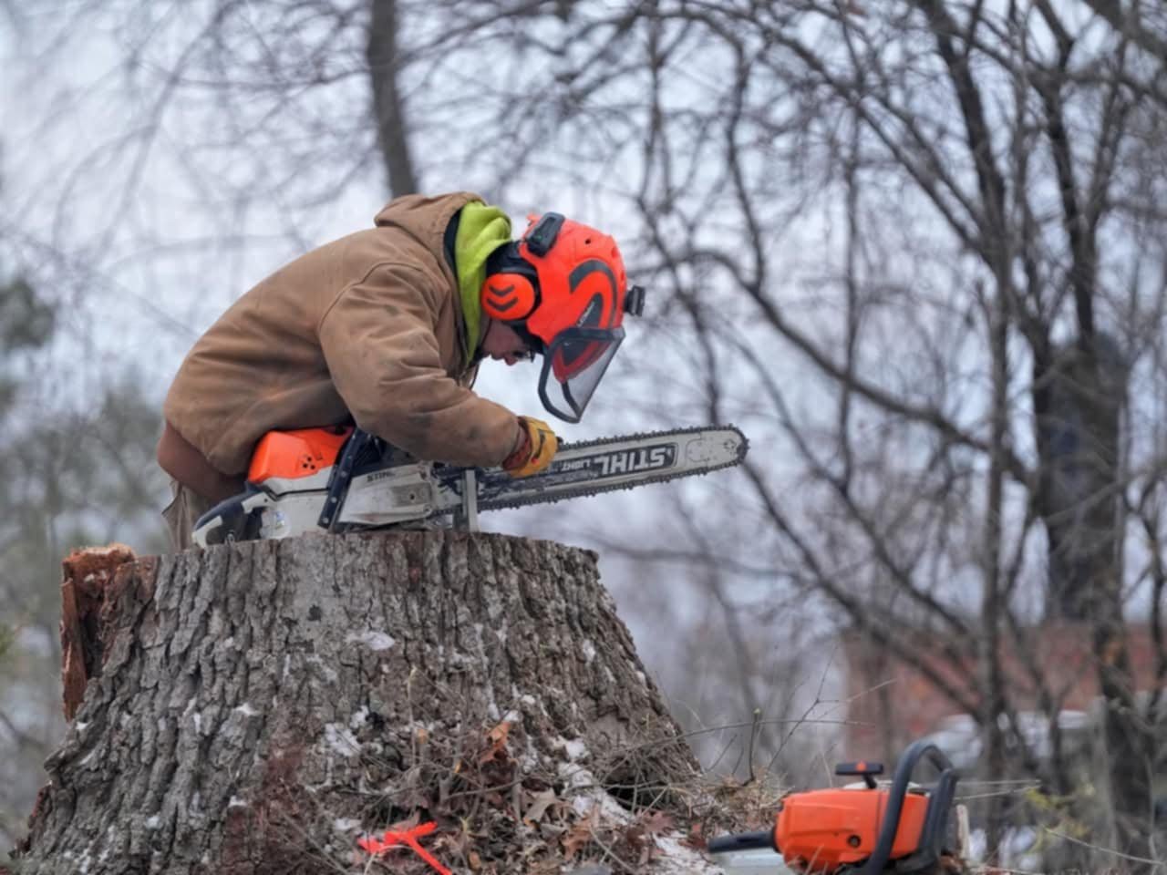 Stump Removal Services in Springfield