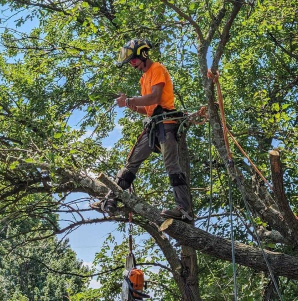 Emergency Tree Service in Springfield