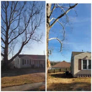 Emergency Tree Service in Springfield