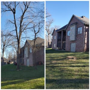 Tree Removal Service in Springfield
