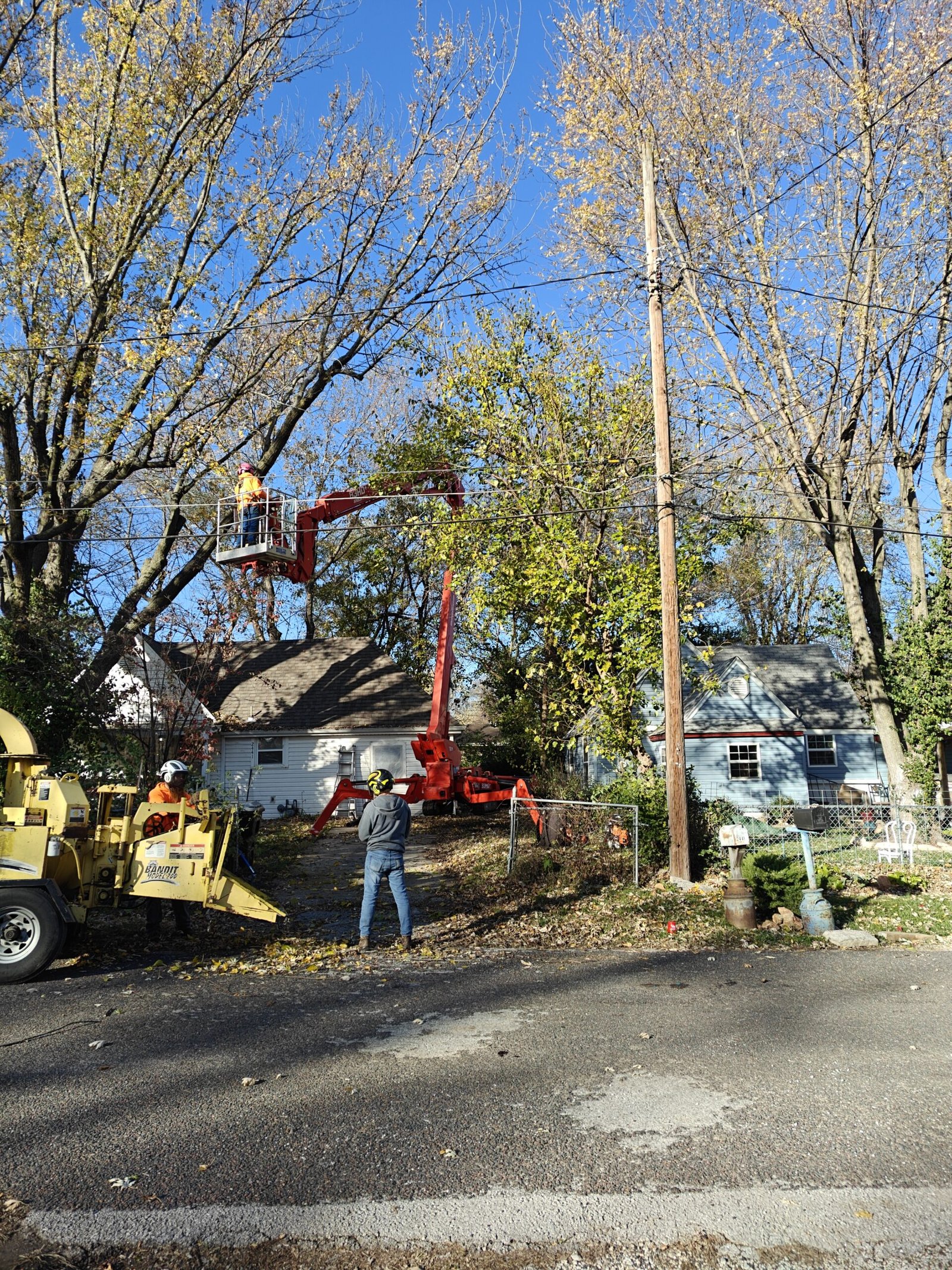 Stump Removal Services in Springfield