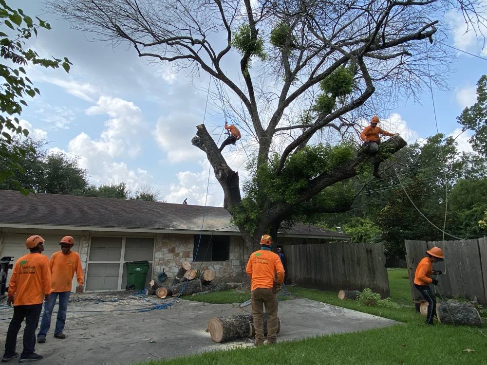 Emergency-Tree-Removal-Springfield