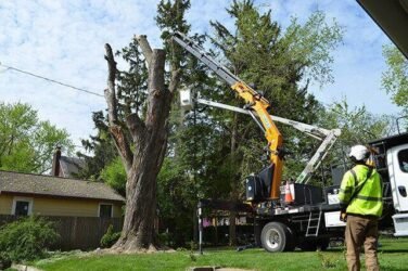 Tree Services in Nixa, MO — What Local Homeowners Need to Know