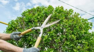 Tree Pruning And Tree Trimming Springfield