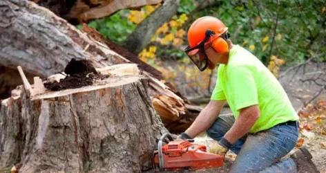 How to Choose the Best Tree Removal Company in Springfield, MO: A 2025 Guide!
