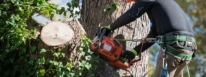 Tree Removal in Springfield