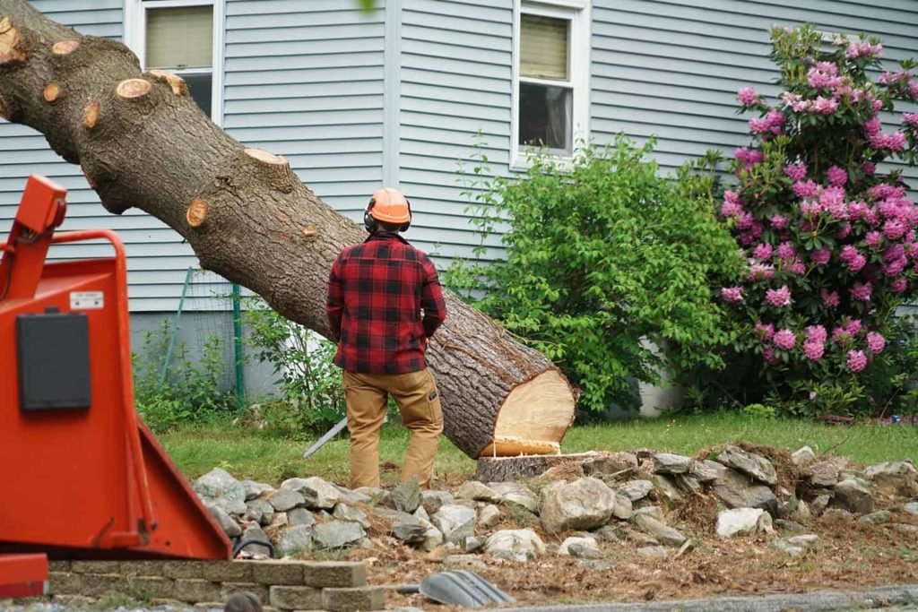 Read more about the article Boost Your Property Value: How Can Tree Removal Services Make a Difference?