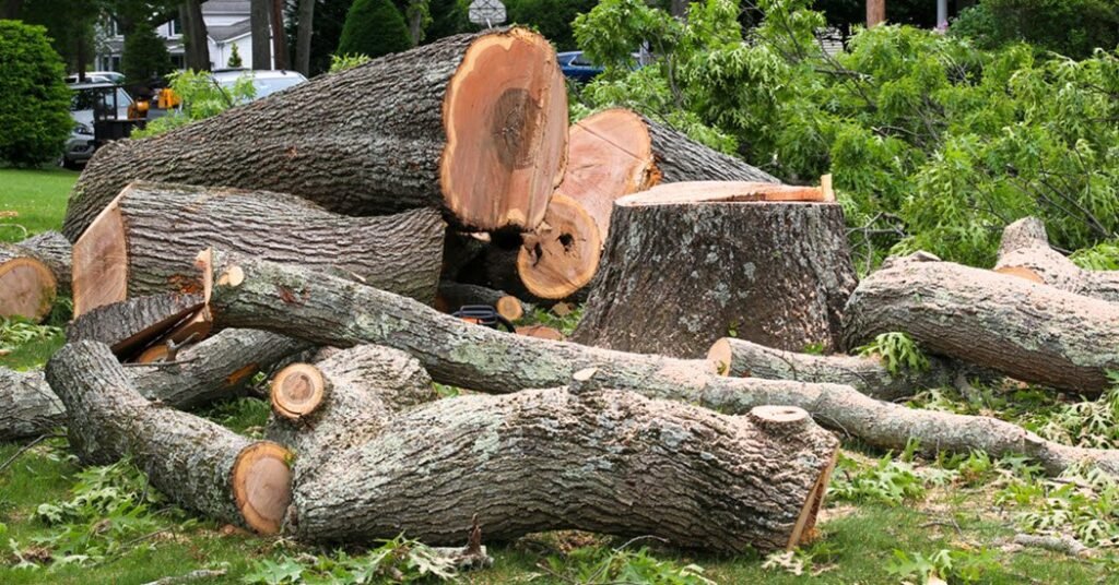Tree Removal Services in Springfield
