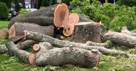 DIY vs. Professional Tree Removal: What’s Best for Your Springfield Property?