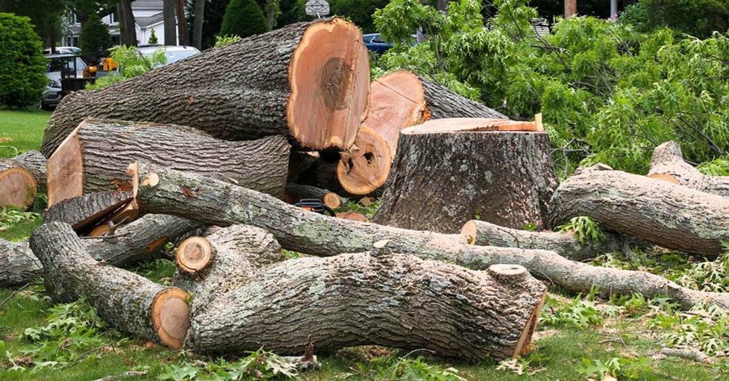 Read more about the article DIY vs. Professional Tree Removal: What’s Best for Your Springfield Property?