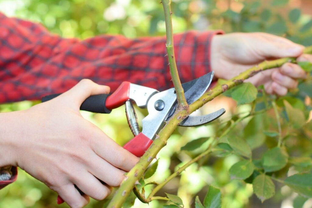 Tree Trimming Services in Springfield