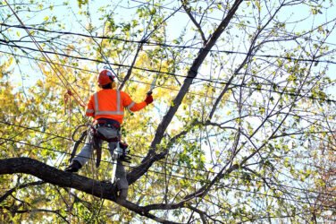 When to Call for Tree Trimming Services: Warning Signs to Look for in Springfield, MO!