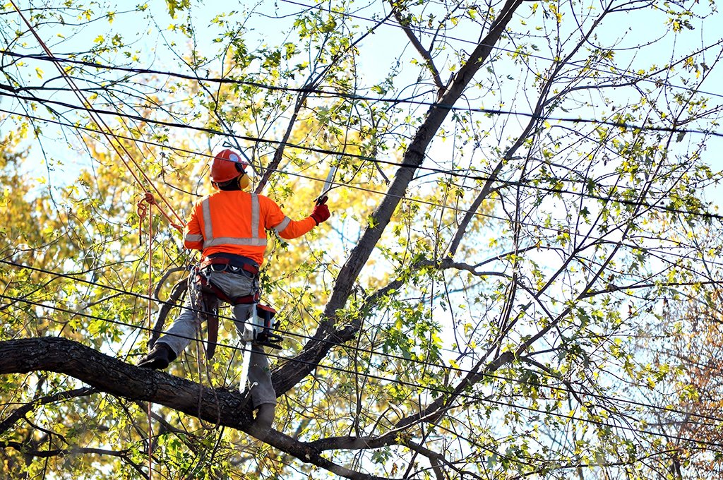 Read more about the article When to Call for Tree Trimming Services: Warning Signs to Look for in Springfield, MO!