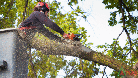 Tree Services in Ozark, MO — Expert Care for Your Property