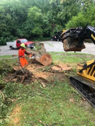 Signs Your Tree Needs to Be Removed: When to Call Springfield Tree Experts?