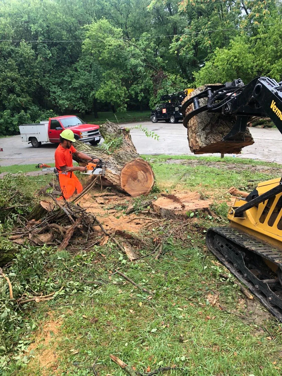 Read more about the article Signs Your Tree Needs to Be Removed: When to Call Springfield Tree Experts?