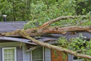 Emergency Tree Removal in Springfield, MO