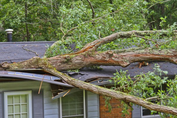 Read more about the article Why Regular Tree Maintenance Saves You Money (and Prevents Emergencies) in Springfield?