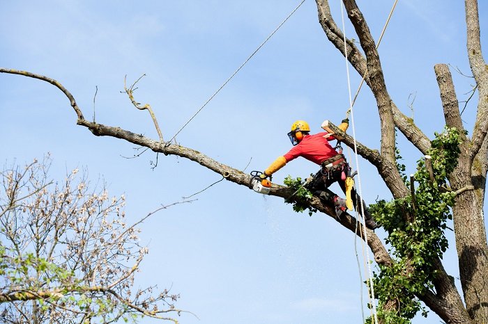 Professional Tree Removal in Springfield