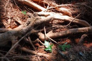 Springfield Tree Removal Services