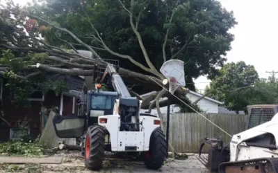 The Hidden Dangers of Overgrown Tree Roots: Protect Your Lawn & Property!