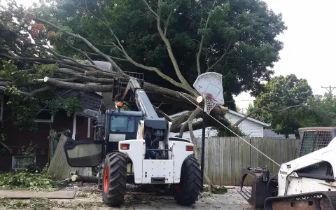 Read more about the article The Hidden Dangers of Overgrown Tree Roots: Protect Your Lawn & Property!