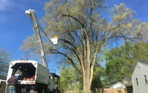 Tree Removal Services Springfield