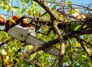Tree Removal Services in Springfield