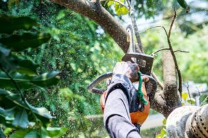 Tree-Removal-Services-in-Springfield