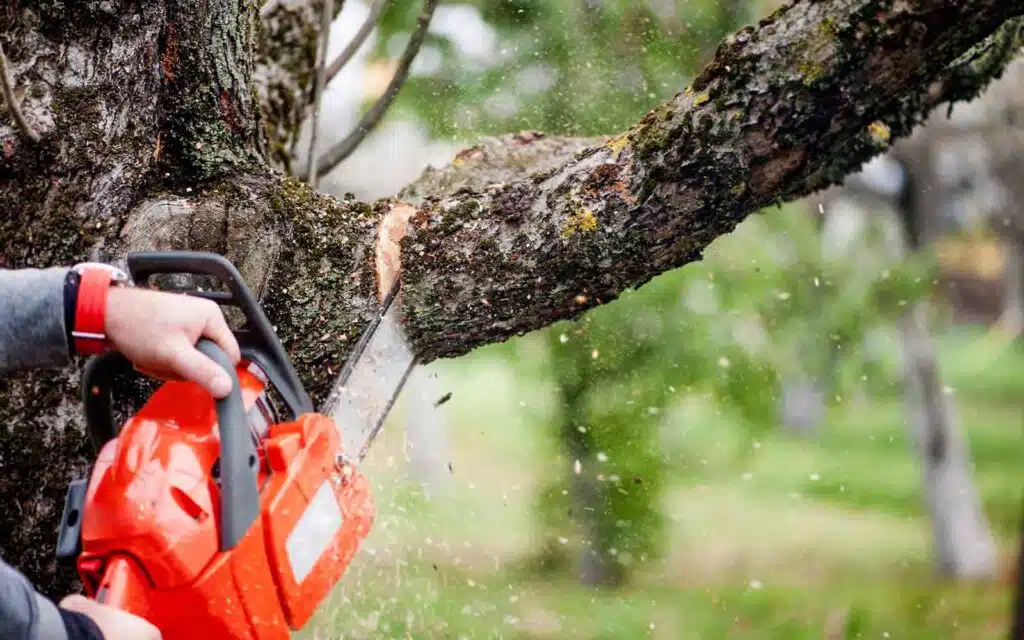 Tree Removal Services in Springfield