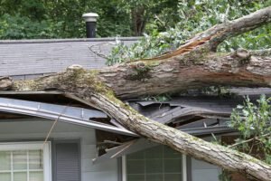 Tree Removal Services in Springfield