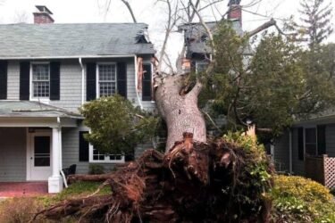 Emergency Tree Services in Springfield: What to Do When a Tree Falls Unexpectedly?