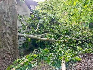 Emergency-Tree-Removal-in-Springfield