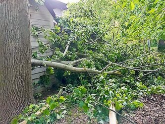 Top 8 Signs You Need Professional Tree Services, Springfield, Before Winter Hits!